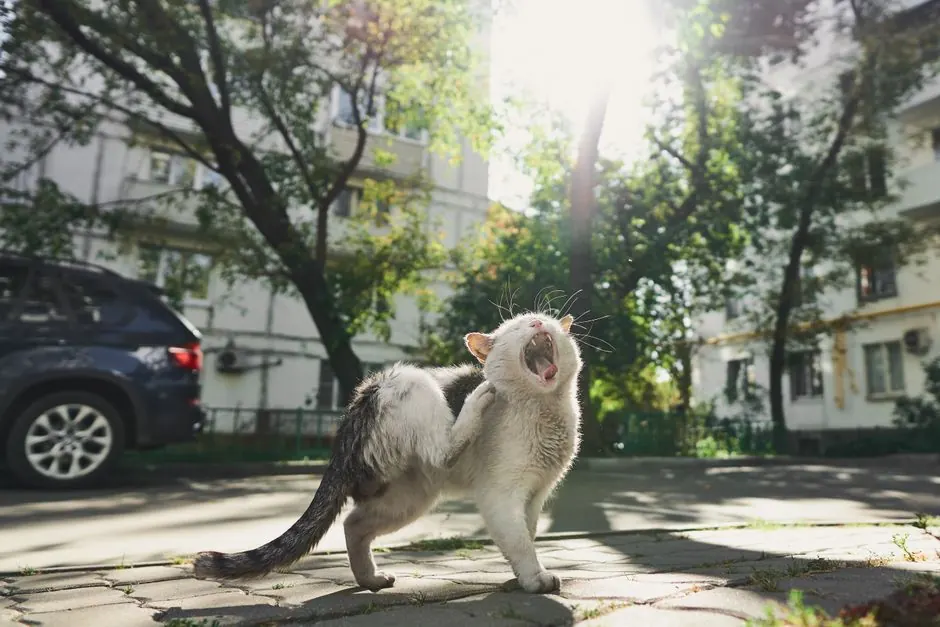 A stray cat yawning and stretching on a sunny street in Moscow, with sunlight filtering through trees.