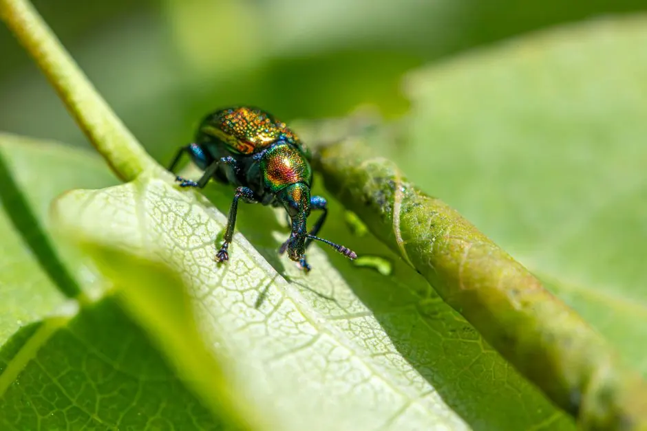 A vibrant beetle on a lush green leaf, highlighting insect diversity in nature.