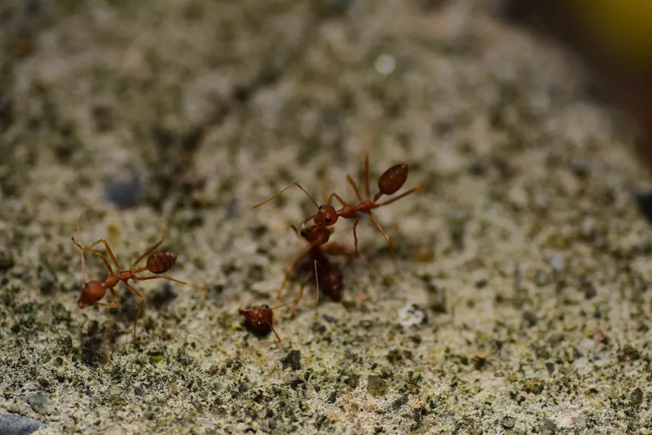 Close-up image of red ants interacting on a textured surface, showcasing their detail and environment.