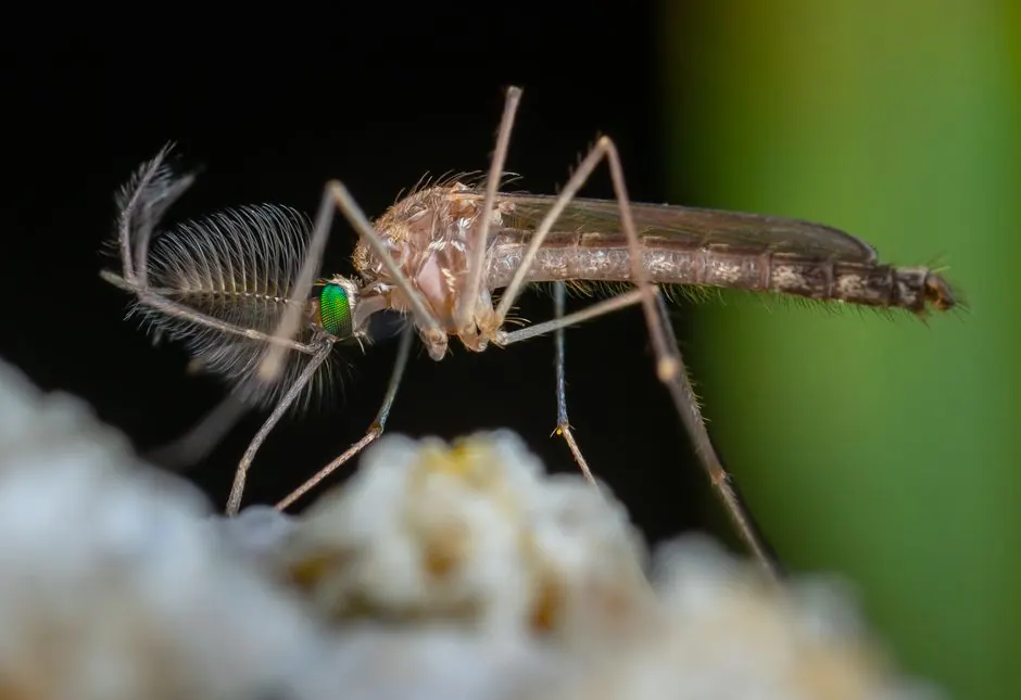 Detailed macro image of a mosquito showing fine details and vibrant colors.