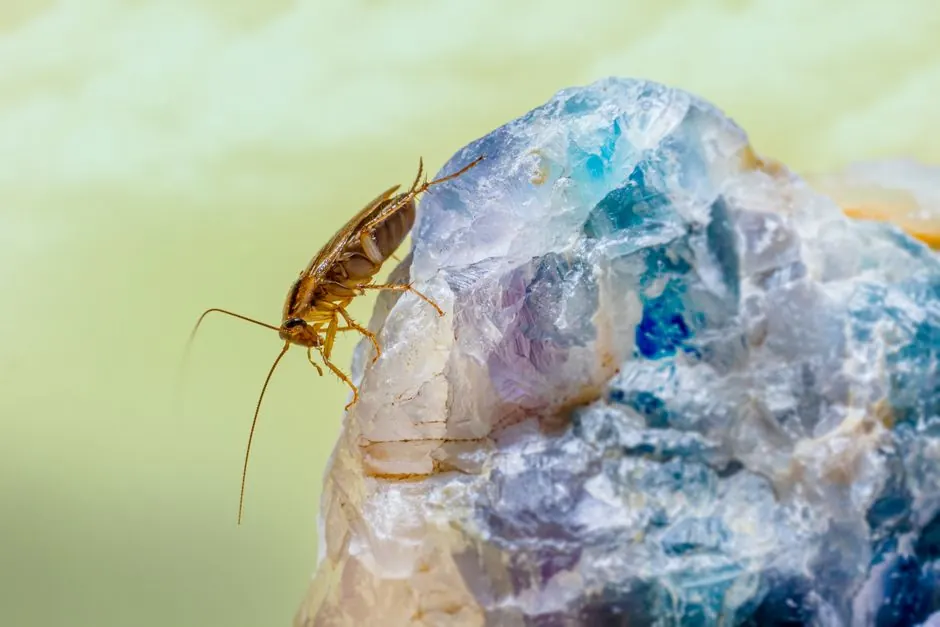 Detailed macro photography of a cockroach perched on a vibrant, textured rock surface.