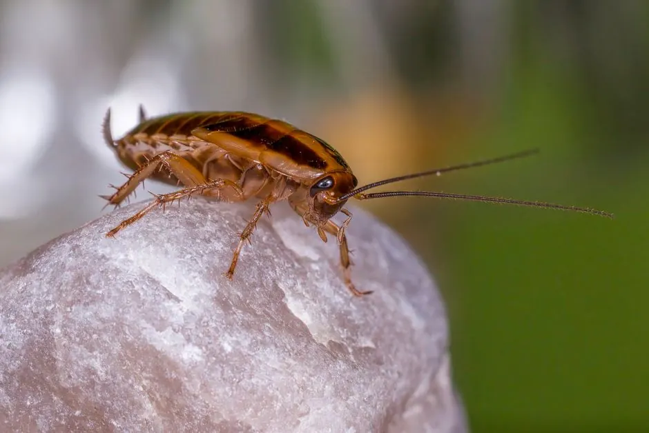 Detailed macro shot of a German cockroach on a rock, showing antennae and features.