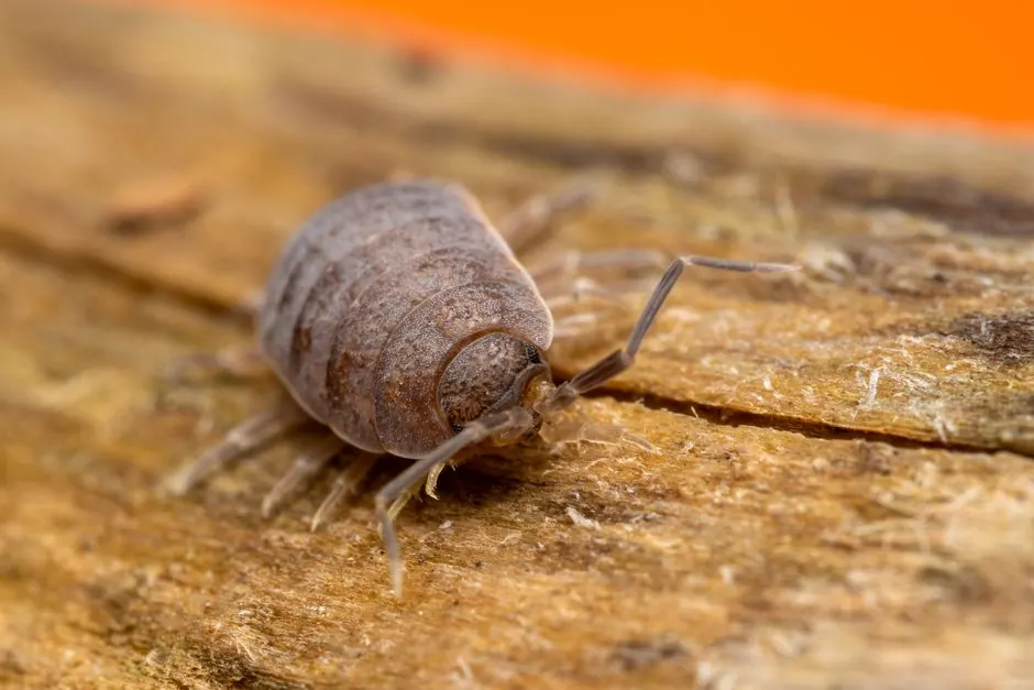 Detailed macro shot of a woodlouse on a wooden surface, highlighting its texture and exoskeleton.